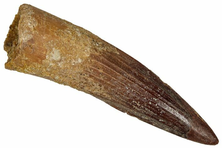Fossil Spinosaurus Tooth - Real Dinosaur Tooth #350097